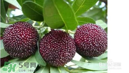 楊梅怎么吃好吃？楊梅怎么吃不酸？