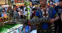 鱷魚肉價(jià)格多少錢一斤？吃鱷魚犯法嗎？