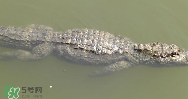 鱷魚是魚嗎？鱷魚是浮在水面上嗎？