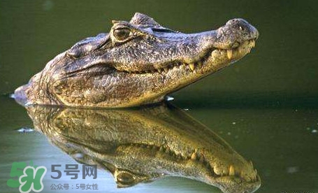 鱷魚是魚嗎？鱷魚是浮在水面上嗎？