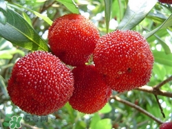 楊梅吃多了會(huì)上火嗎？楊梅吃多了會(huì)胖嗎？