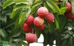 荔枝孕婦可以吃嗎？孕婦吃荔枝會(huì)流產(chǎn)嗎？