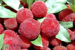 楊梅吃多了會(huì)上火嗎？楊梅吃多了會(huì)胖嗎？
