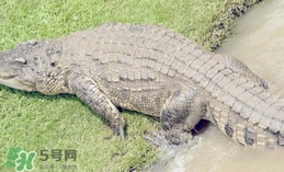 鱷魚是魚嗎？鱷魚是浮在水面上嗎？