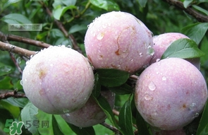 三華李是寒性還是熱性水果？三華李是涼性水果嗎