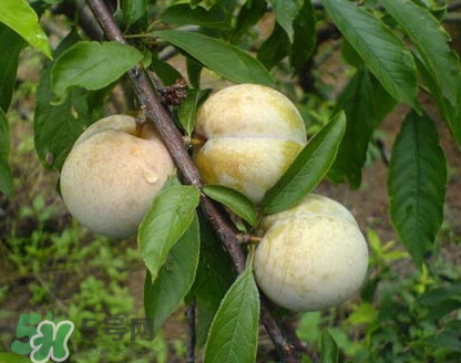 南華李什么時候成熟？南華李和三華李的區(qū)別
