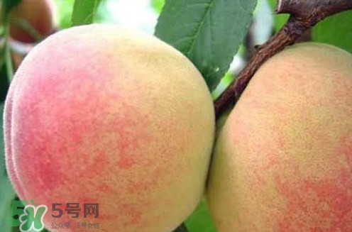 陽(yáng)山水蜜桃?guī)自路萆鲜?？?yáng)山水蜜桃上市時(shí)間