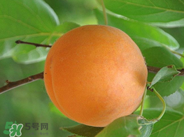 杏子不能和什么一起吃？杏子和什么不能同吃？