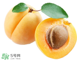 杏子幾月成熟？杏子什么時(shí)候成熟？