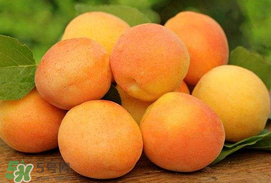 杏子一天吃幾個(gè)？杏子一次可以吃多少？