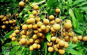 龍眼能放多久？龍眼能空腹吃嗎？