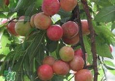 三華李種哪個(gè)品種好？三華李有多少個(gè)品種