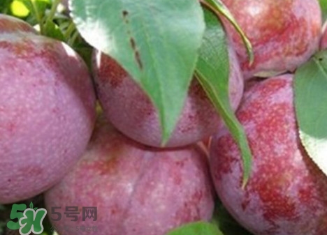 吃雙華李上火嗎？雙華李的功效與作用