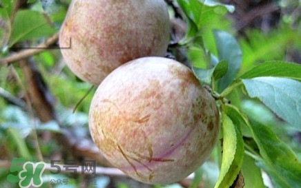 雙華李有什么營養(yǎng)？雙華李的營養(yǎng)價值