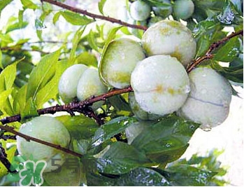 南華李什么時候成熟？南華李和三華李的區(qū)別