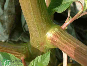 莧菜桿能吃嗎？莧菜桿子可以吃嗎？