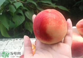 毛桃怎么保存？毛桃可以放冰箱？