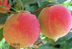 毛桃的皮能吃嗎？毛桃皮可以吃嗎？
