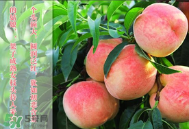毛桃和西瓜能一起吃嗎？毛桃和西瓜能同時(shí)吃嗎？