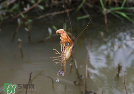 釣龍蝦用什么肉？釣龍蝦用什么肉是最厲害的？