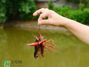 釣龍蝦用什么肉？釣龍蝦用什么肉是最厲害的？