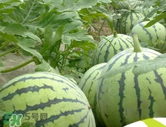 西瓜子是白色的能吃嗎？西瓜籽是白色的能不能吃