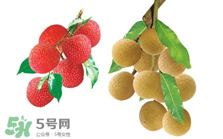 荔枝和龍眼有什么區(qū)別？荔枝和龍眼可以一起吃嗎