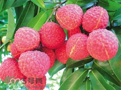 荔枝是幾月份的水果？荔枝是上火的嗎？