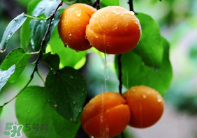 杏子怎么保存？長(zhǎng)杏子怎么保存時(shí)間長(zhǎng)？