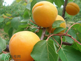 新鮮杏子可以放冰箱嗎？新鮮杏子怎么保存？