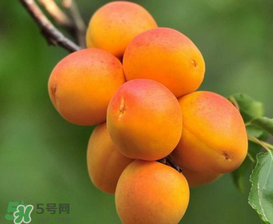 新鮮杏子可以放冰箱嗎？新鮮杏子怎么保存？