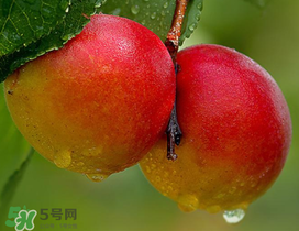 新鮮杏子怎么吃？新鮮杏子孕婦能吃嗎？