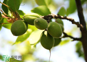 青杏怎么腌制？腌制青杏用糖比例