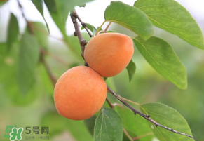 黃杏孕婦可以吃嗎？孕婦可以吃黃杏嗎？