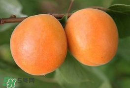 杏為什么不能多吃？杏為什么傷人?