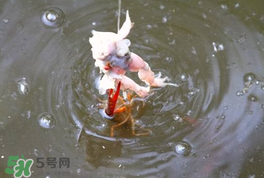 釣小龍蝦用什么餌？釣小龍蝦用什么誘餌最好？