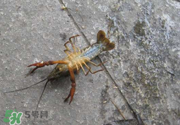 釣小龍蝦用什么餌？釣小龍蝦用什么誘餌最好？