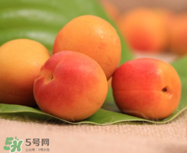 杏子可以空腹吃嗎？空腹能吃杏子嗎？