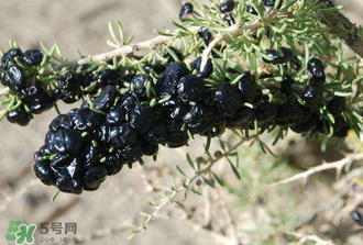 黑枸杞真假怎么辨別？黑枸杞真假辨別的方法
