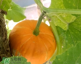 太陽(yáng)果多少錢一斤？太陽(yáng)果的價(jià)格