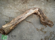 山葡萄根一斤多少錢？山葡萄根功效與作用