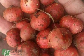 野地瓜賣多少錢一斤？野地瓜的功效與作用