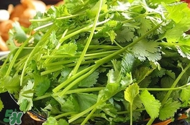 香菜是什么菜？香菜是陽痿草嗎？