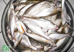 翹殼是什么魚？翹殼魚多少錢一斤2017？