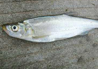 翹嘴魚怎么做好吃？翹嘴魚的做法
