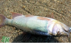 馬口魚怎么吃？馬口魚怎么做好吃？