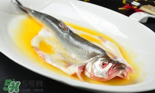 白條魚能長多大？白條魚可以長多大？