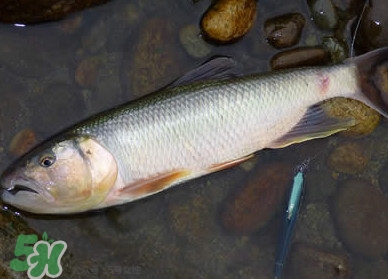 馬口魚多少錢一斤2017？野生馬口魚多少錢一斤？