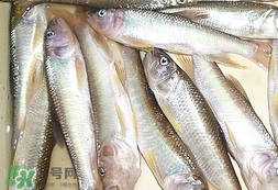 馬口魚怎么吃？馬口魚怎么做好吃？