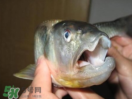 馬口魚怎么釣？馬口魚什么時候釣最好